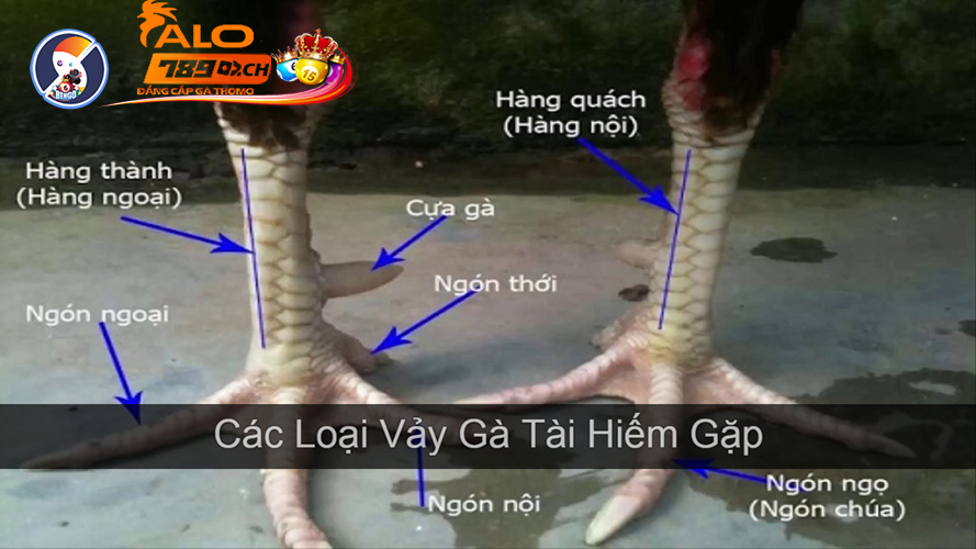 Những Điều Cần Lưu Ý Quan Trọng Khi Lựa Chọn Vảy Gà Tốt