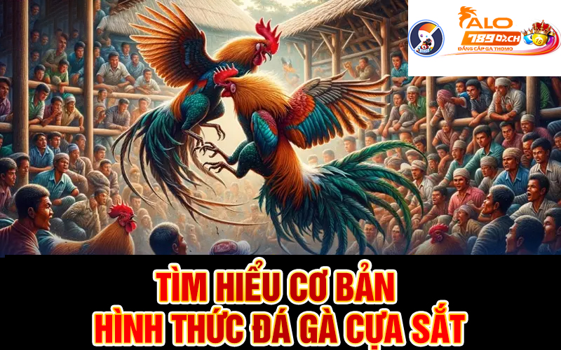 Tìm hiểu cơ bản về hình thức đá gà cựa sắt